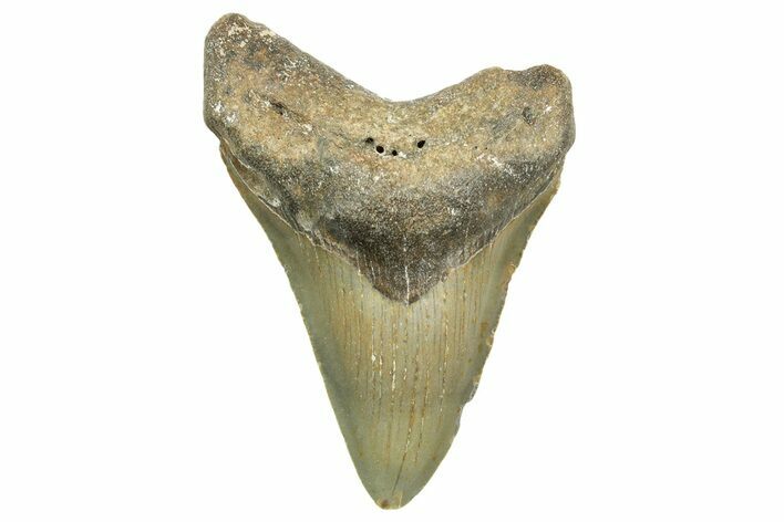 Fossil Megalodon Tooth - North Carolina #368043